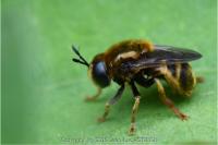 Microdon analis/major