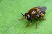 Microdon analis/major