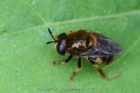 Microdon analis/major