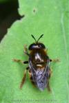 Microdon analis/major