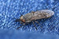 Haematopota pluvialis