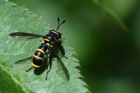 Ceriana conopsoides