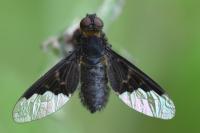 Hemipenthes morio