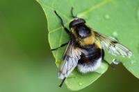 Volucella bombylans