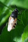 Stratiomys singularior