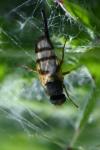 Urophora cuspidata