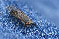 Haematopota pluvialis