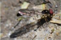 Baccha elongata