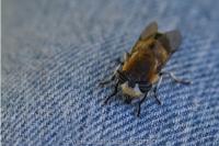 Heptatoma pellucens