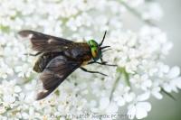 Chrysops caecutiens