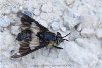 Chrysops caecutiens