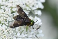 Chrysops caecutiens