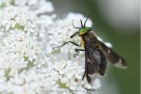 Chrysops caecutiens