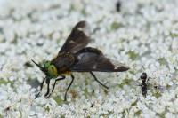 Chrysops caecutiens