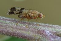 Tephritis formosa