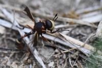 Physocephala vittata