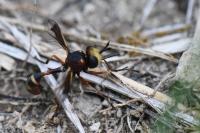 Physocephala vittata