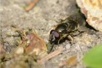 Cheilosia caerulescens