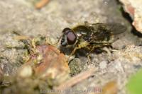 Cheilosia caerulescens
