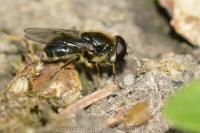 Cheilosia caerulescens