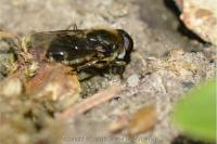 Cheilosia caerulescens