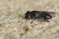 Cheilosia caerulescens