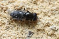 Cheilosia caerulescens