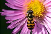 Didea fasciata