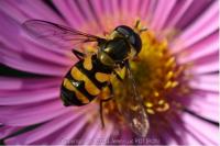 Didea fasciata
