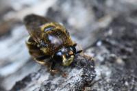 Microdon analis/major