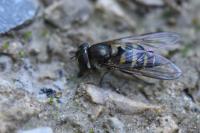 Parasyrphus punctulatus