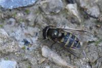 Parasyrphus punctulatus