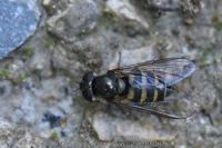 Parasyrphus punctulatus