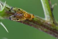 Xyphosia miliaria