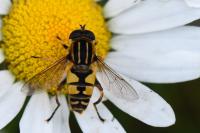 Helophilus pendulus