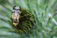 Urophora stylata