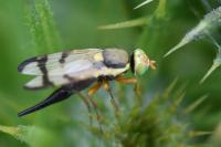 Urophora stylata