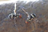 Myennis octopunctata
