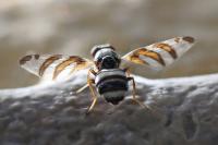 Myennis octopunctata