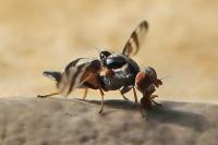 Myennis octopunctata