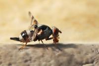 Myennis octopunctata