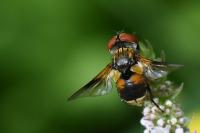 Ectophasia crassipennis