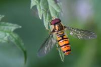 Episyrphus balteatus