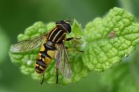 Helophilus pendulus