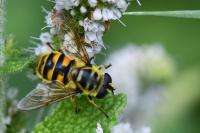 Myathropa florea