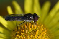 Platycheirus scutatus