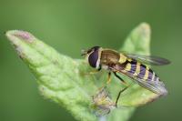 Syrphus vitripennis