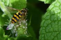 Eupeodes latifasciatus