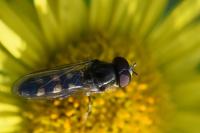 Platycheirus scutatus