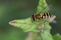 Syrphus vitripennis